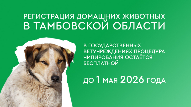 Владельцам домашних животных из Котовска напоминают о необходимости чипирования своих питомцев.