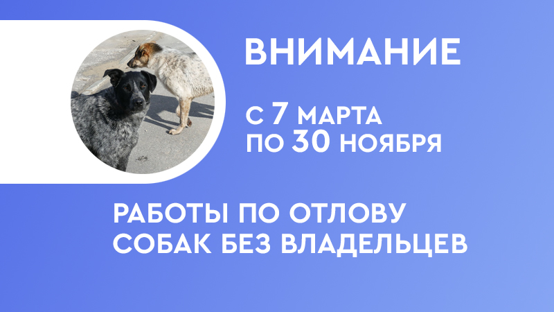 Внимание владельцев животных! В Котовске начинается отлов безнадзорных собак.